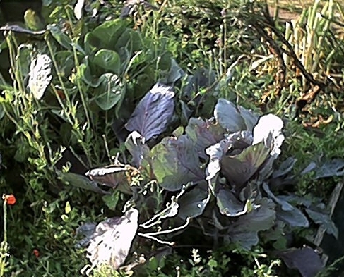 Brassicas (15 July)